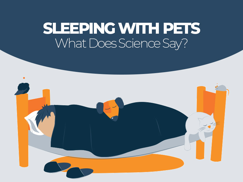 Pros and Cons of Sleeping With Pets Into Your Bed