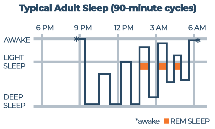 Typical Adult Sleep Chart