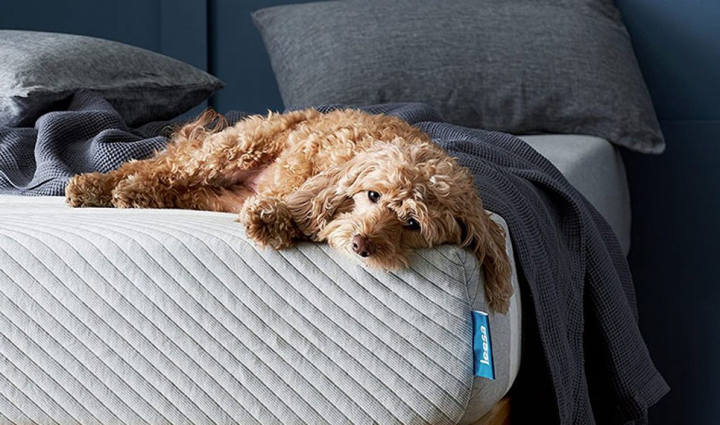 A dog is resting on the edge of Leesa bed