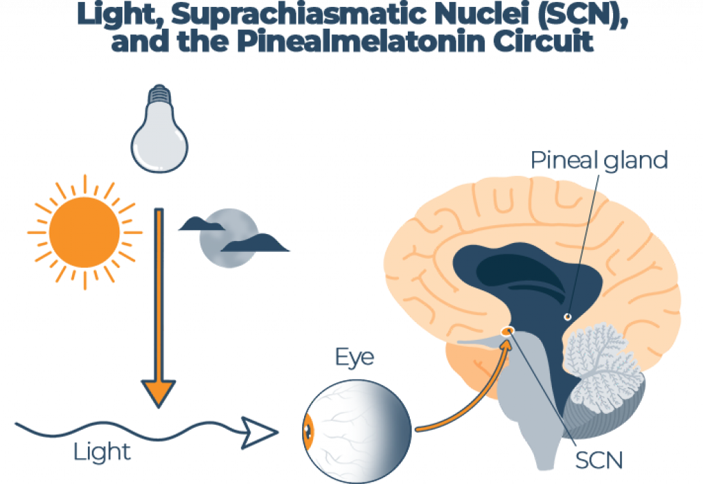 Seasonal Affective Disorder and Sleep Sleep Advisor