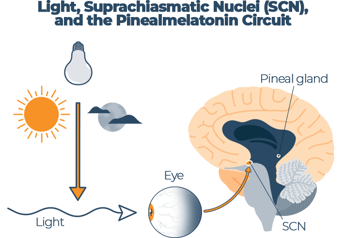 Light Suprachiasmatic Nuclei SCN and the Pinealmelatonin Circuit Infographic