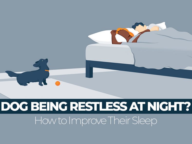 Why is Your Dog Restless at Night and What Can You Do About It?