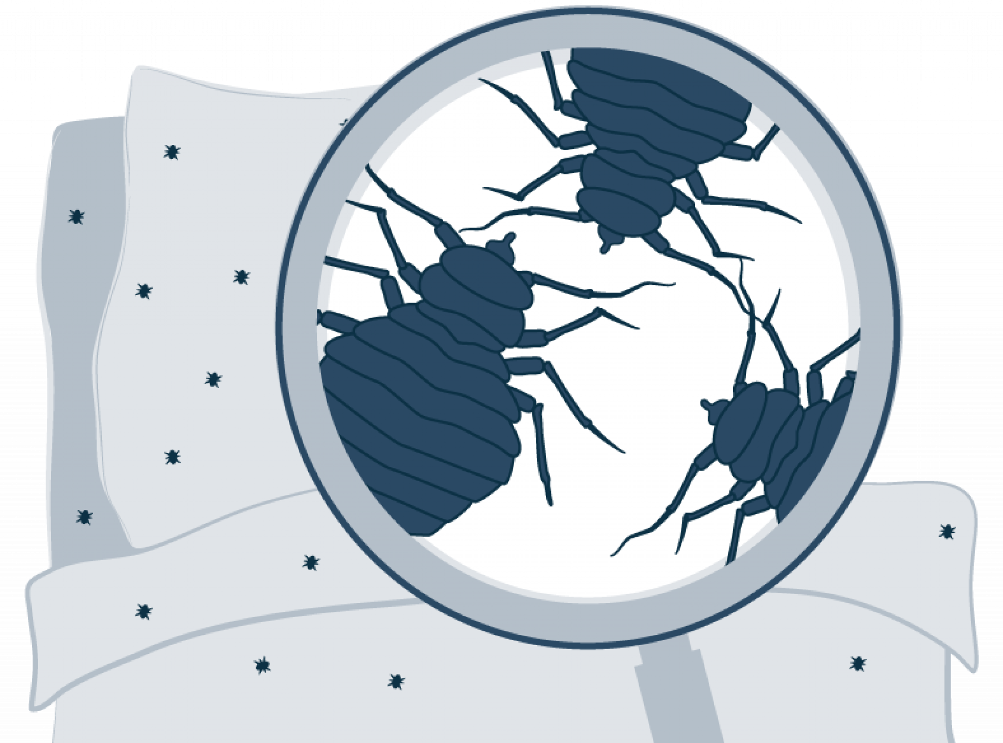 Dust Mites in Mattress The Most Efficient Ways to Destroy Them Sleep