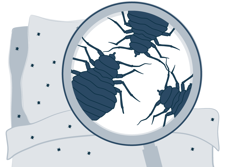 Illustration of Bed Bugs