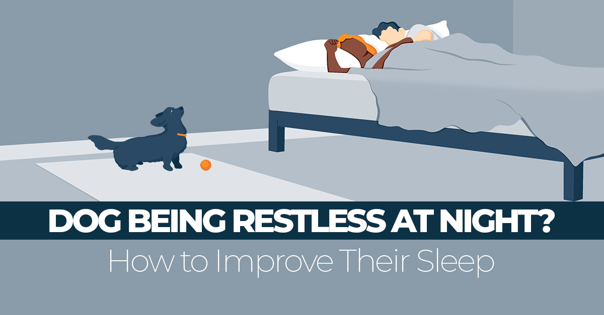 Why is My Dog Restless and Anxious at Night? - Sleep Advisor