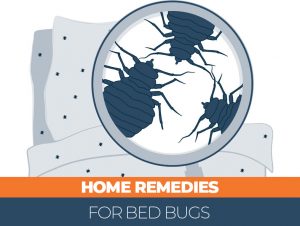 Natural Home Remedies for bed bugs