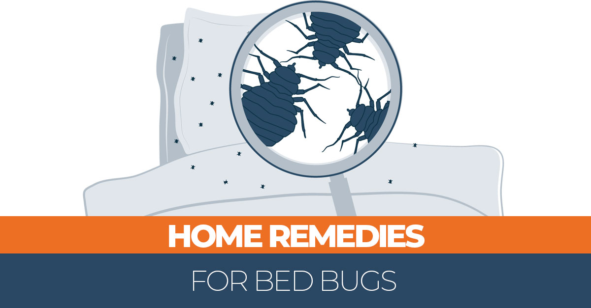 Home Remedies to Get Rid of Bed Bugs - 25 Effective DIY Treatments