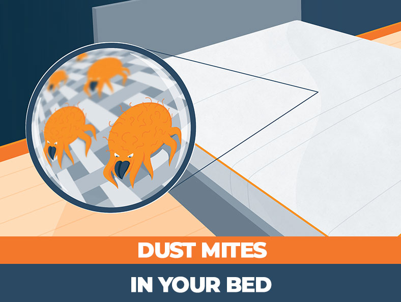 Dust Mites in Mattress The Most Efficient Ways to Destroy Them Sleep