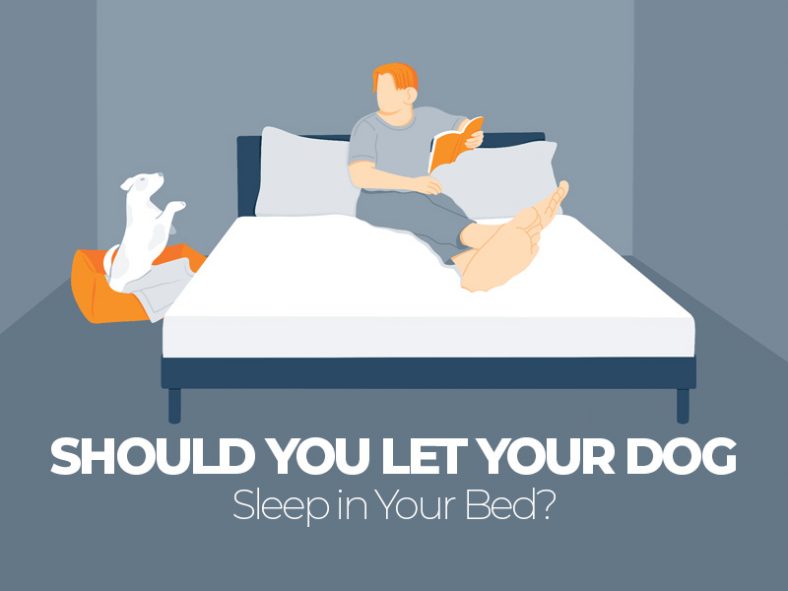 Should You Let Your Dog Sleep in Your Bed?