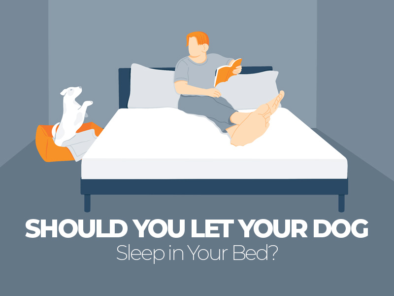 Should You Let Your Dog Sleep in Your Bed