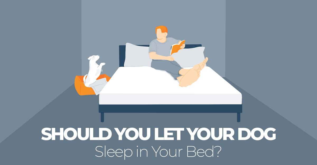Should You Let A Dog Sleep In Your Bed