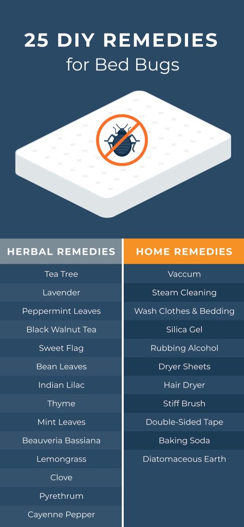 bed bugs remedies