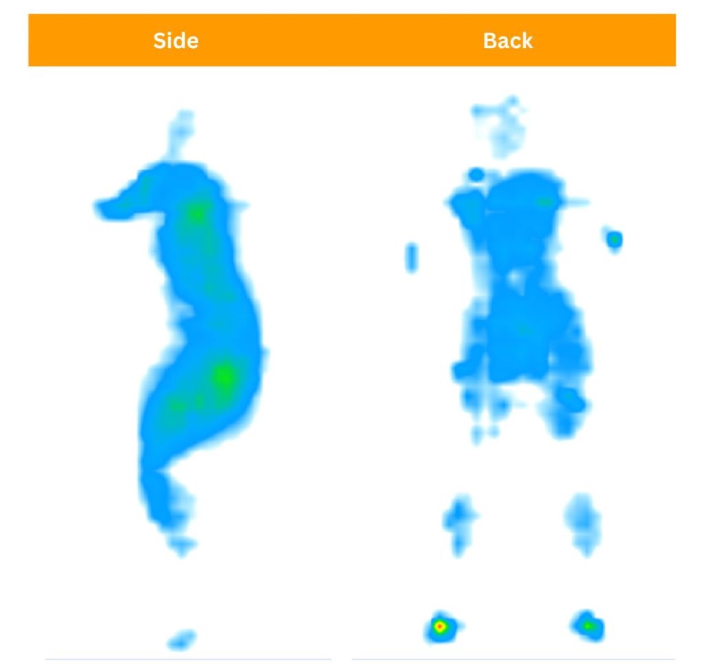 Our testers testing pressure relief features of the DreamCloud Foam through pressure maps.