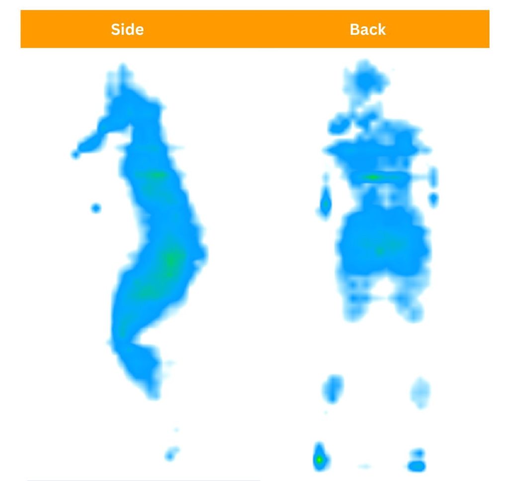 Our testers testing pressure relief features of the DreamCloud Premier Memory Foam through pressure maps.