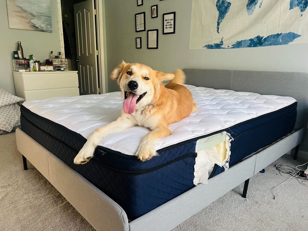 Dog Testing on the Silk & Snow Hybrid mattress